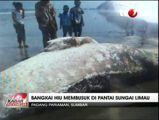 Bangkai Hiu Raksasa Terdampar di Pantai Sungai Limau