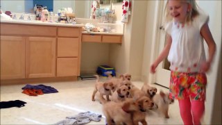 The 9 Puppy Chase & Tackle || Family Fun Pack Puppies