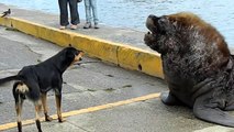 Perros y leones marinos tratan de conocerse