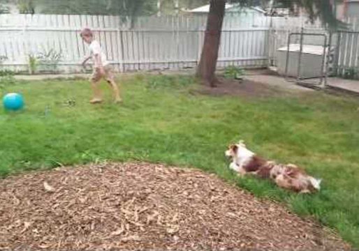Border Collie Shows Off Her Soccer Skills