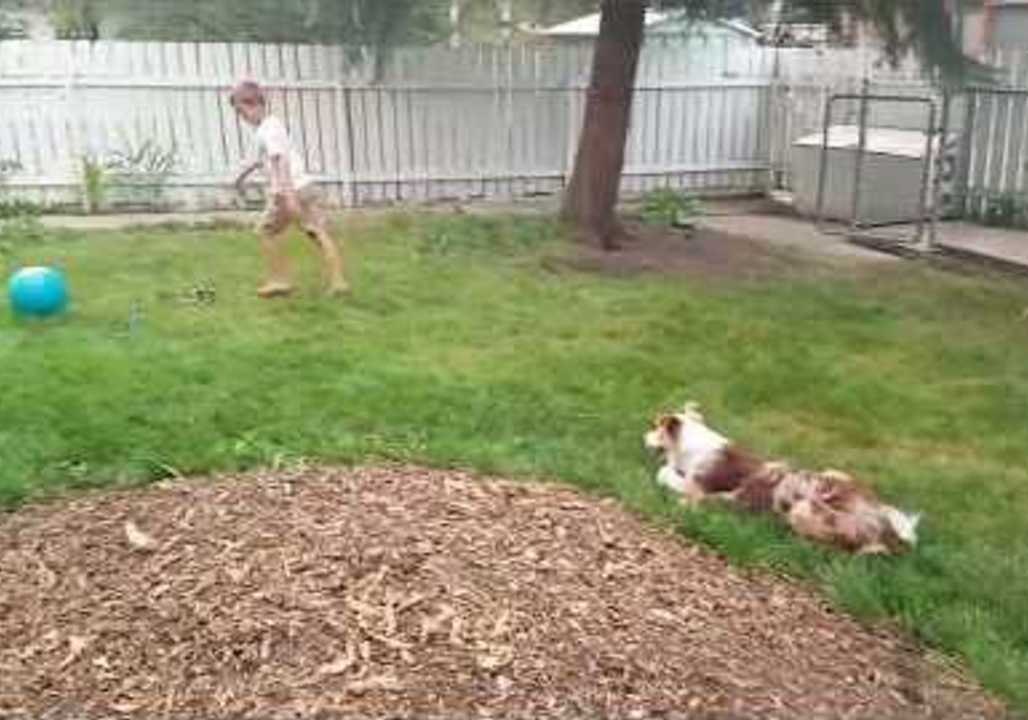 Border Collie Shows Off Her Soccer Skills
