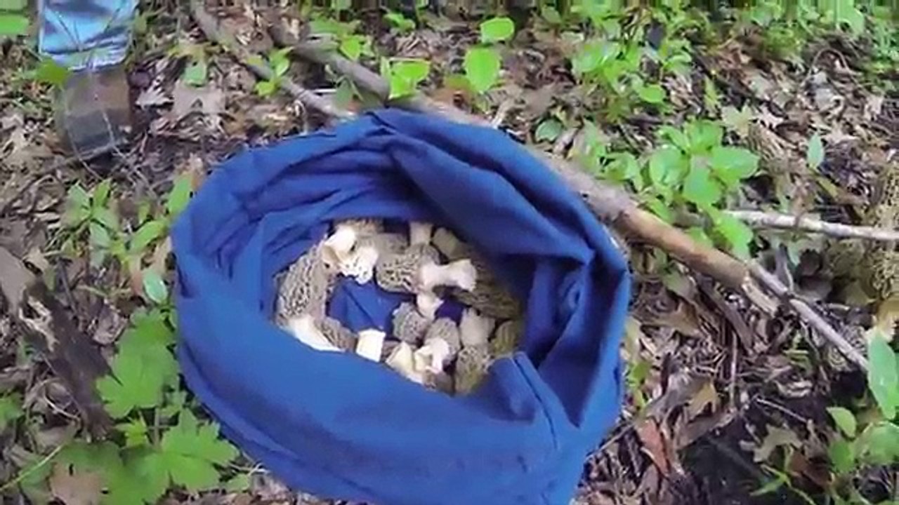 Morel mushrooms everywhere!