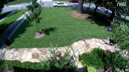 Nest Cam captures goats on the loose in Atlanta’s Buckhead district