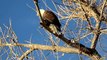Bald Eagle Perched in Tree (2)