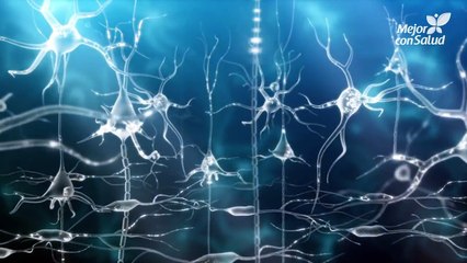 El funcionamiento del sistema nervioso