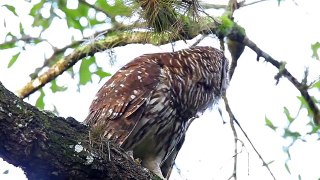 Barred Owl Hooting