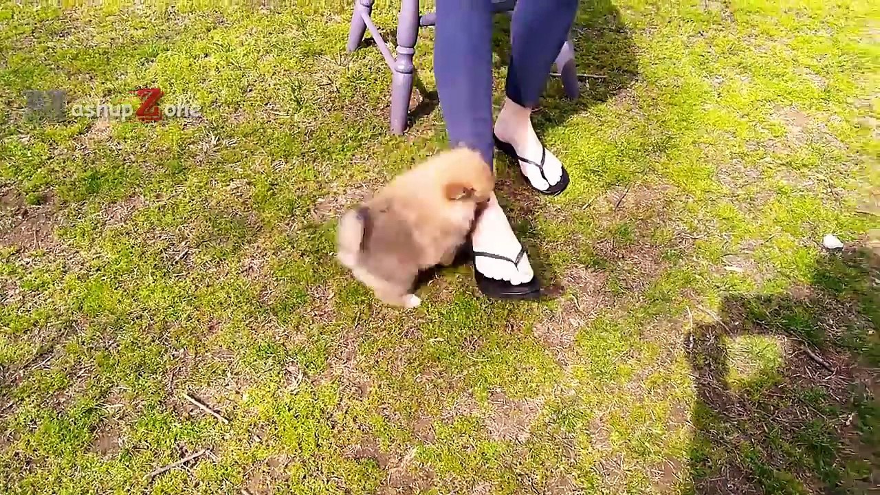 The MOST ADORABLE PUPPIES With Cuteness Overload - Funny And Cute Puppy Videos Compilation