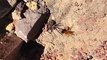 This hornet is fighting a spider so that she can lay her eggs inside him!! Credit: storyful