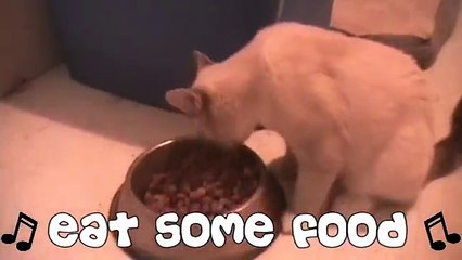 Christmas Kitty Song