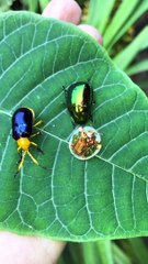 Variety of Strange Beetles