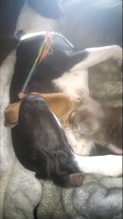 Momma Dog with Adopted Babies