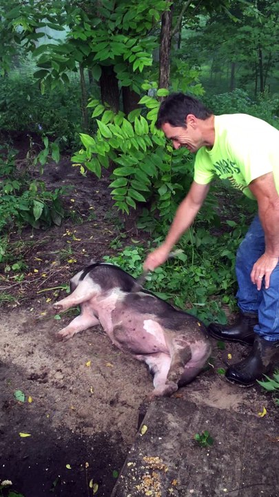 Pig Loves Belly Rubs