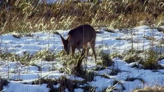 Yorkshire A Year In The Wild S01  E04 Winter - Part 02
