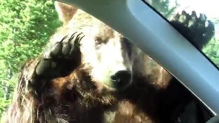 Yellowstone Grizzly Bear Attacks Car