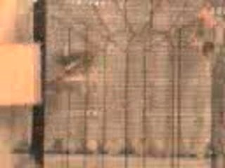 mais zozio se reproduit ouéé