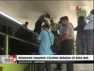 Bus Ini Kedapatan Bawa 1 Ton Daging Celeng
