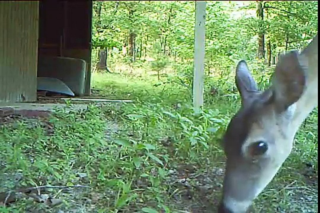 Close up of Deer Eating Lots of Ticks (?) on Ear Trails of Arkansas