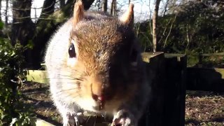 Videos for Cats to Watch Sniffing Squirrel