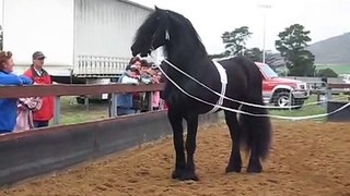 Is this the most beautiful horse in the world