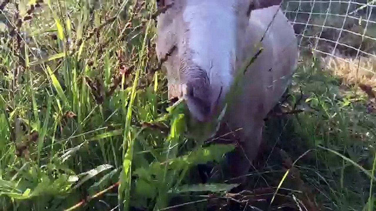 Farm Chores Morning Time Lapse