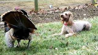 Dog Vs Wild Turkey