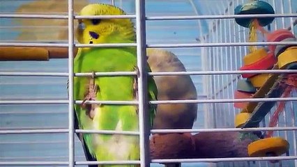 Bonding With & Taming Your Budgie