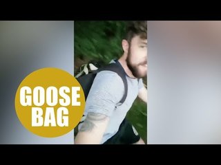 Couple rescue injured goose and transport it to RSPCA on back of their bikes in a rucksack