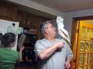 Baby the ultimate swearing Umbrella Cockatoo