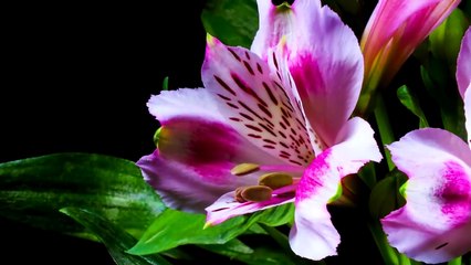 PARABÉNS, SAÚDE E PAZ