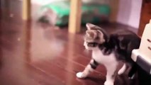 Funny cat videos for kids | Cat vs Hedgehog new | Hedgehog vs Kitty