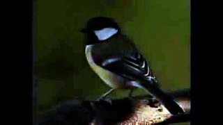 Bird Chirping Sound Effect