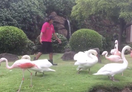 Resort Workers Try to Herd Flamingos And Swans Inside Before Hurricane Lane Hits