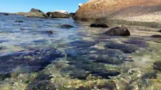 Fitzroy Island Australia Seashore 4K UHD Living Screensaver