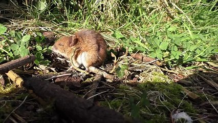 Mouse Video for Cats to Watch Mice