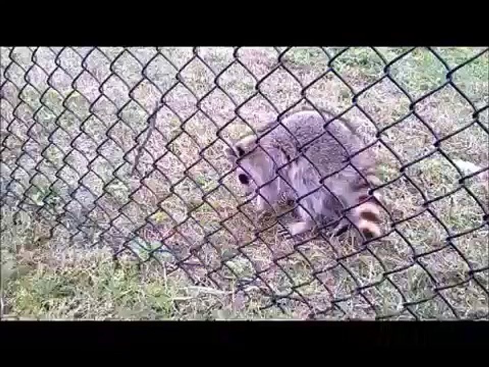 raccoon with rabies