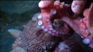 Wild Kratts 29 Octopus Wildkratticus