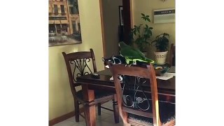 Funny Cat Swipes At House Parrot In Slow Motion | CatNips