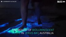 Australian beach glows with bioluminescent algae