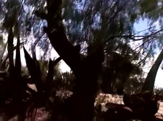 Point of View Francis Alys El Gringo