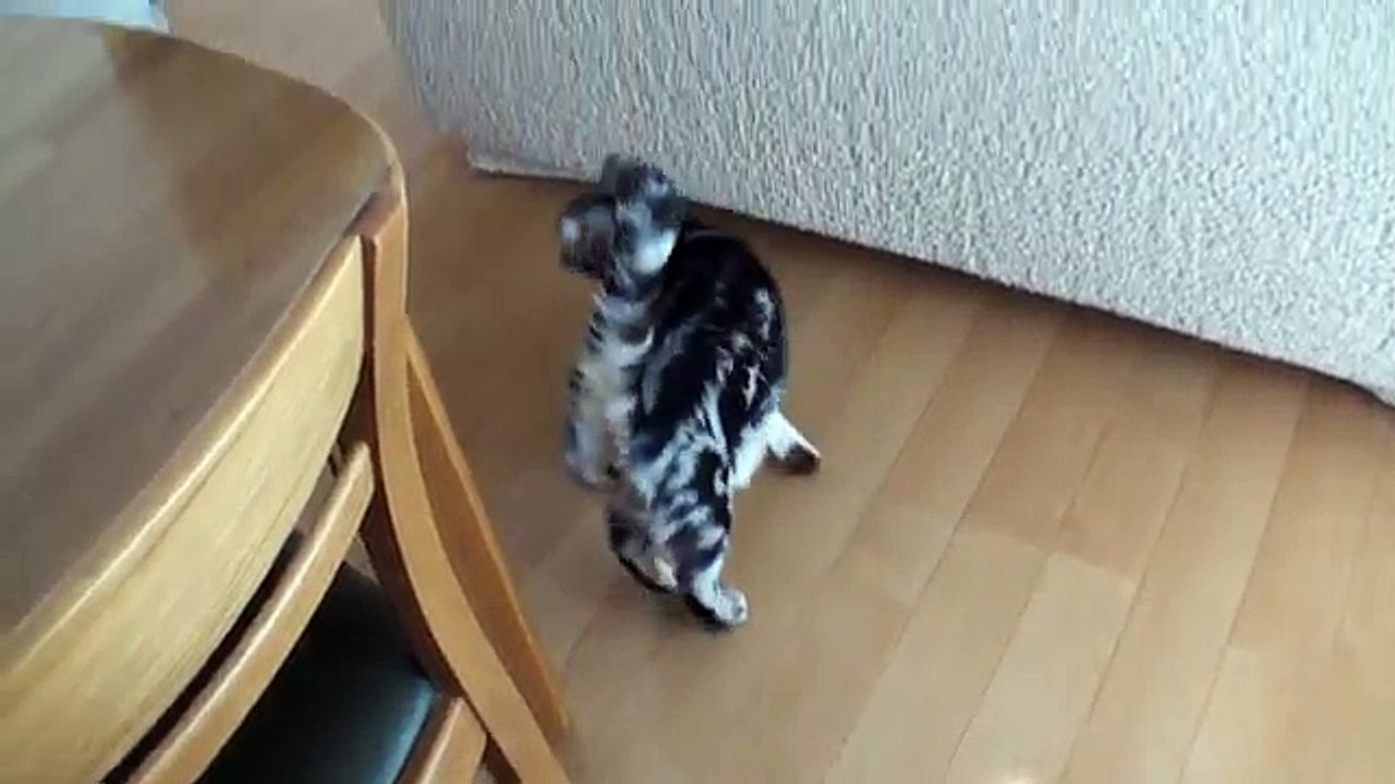 ネコの鳴き声集