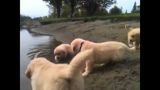 TOP 15 OF THE CUTEST GOLDEN RETRIEVER PUPPY VIDEOS OF ALL TIME