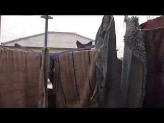 Chat qui saute dun balcon et .. FAIL