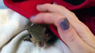 Baby squirrel waking up from her nap