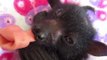 Little Orphaned Bat Sucks on Dummy After Surviving Dog Attack in Queensland