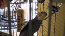 Cockatiel sings a sweet and beautiful song