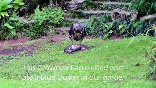 Crowned Eagle kill in our garden.