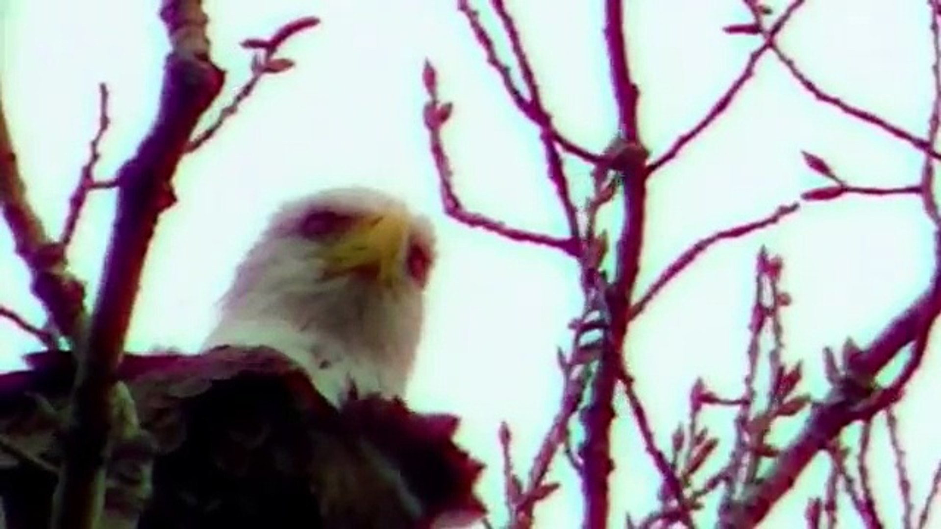 HD Beautiful North American Bald Eagle !in HD 1080 P