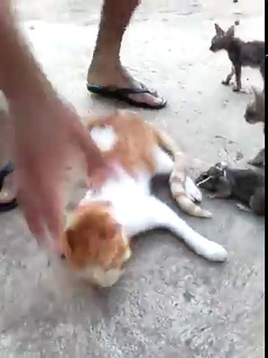 FANNY VIDEO