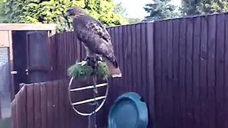 My Redtailed Hawk Max Screaming.mp4