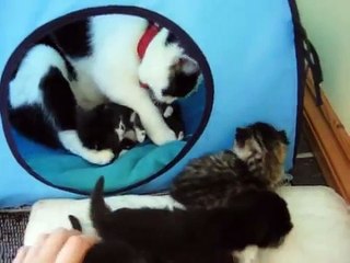 kittens at 2 weeks